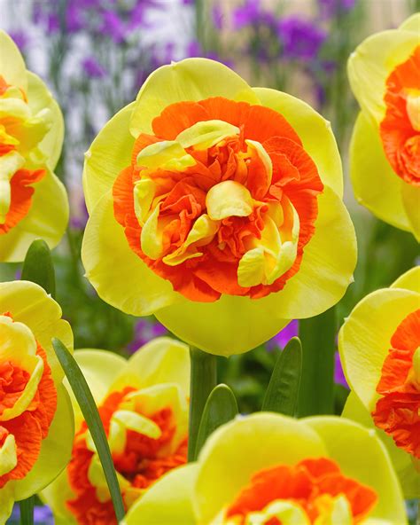 Narcissus Kiwi Sunset bulbs — Buy online at Farmer。